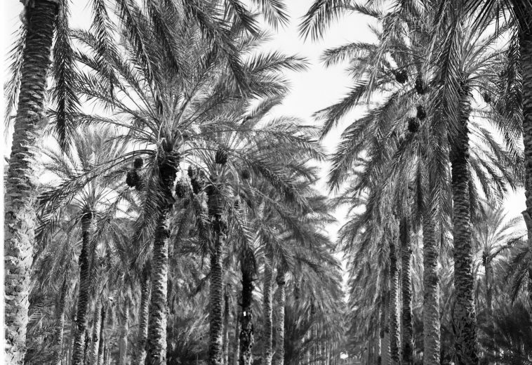 Oasis d’Algérie