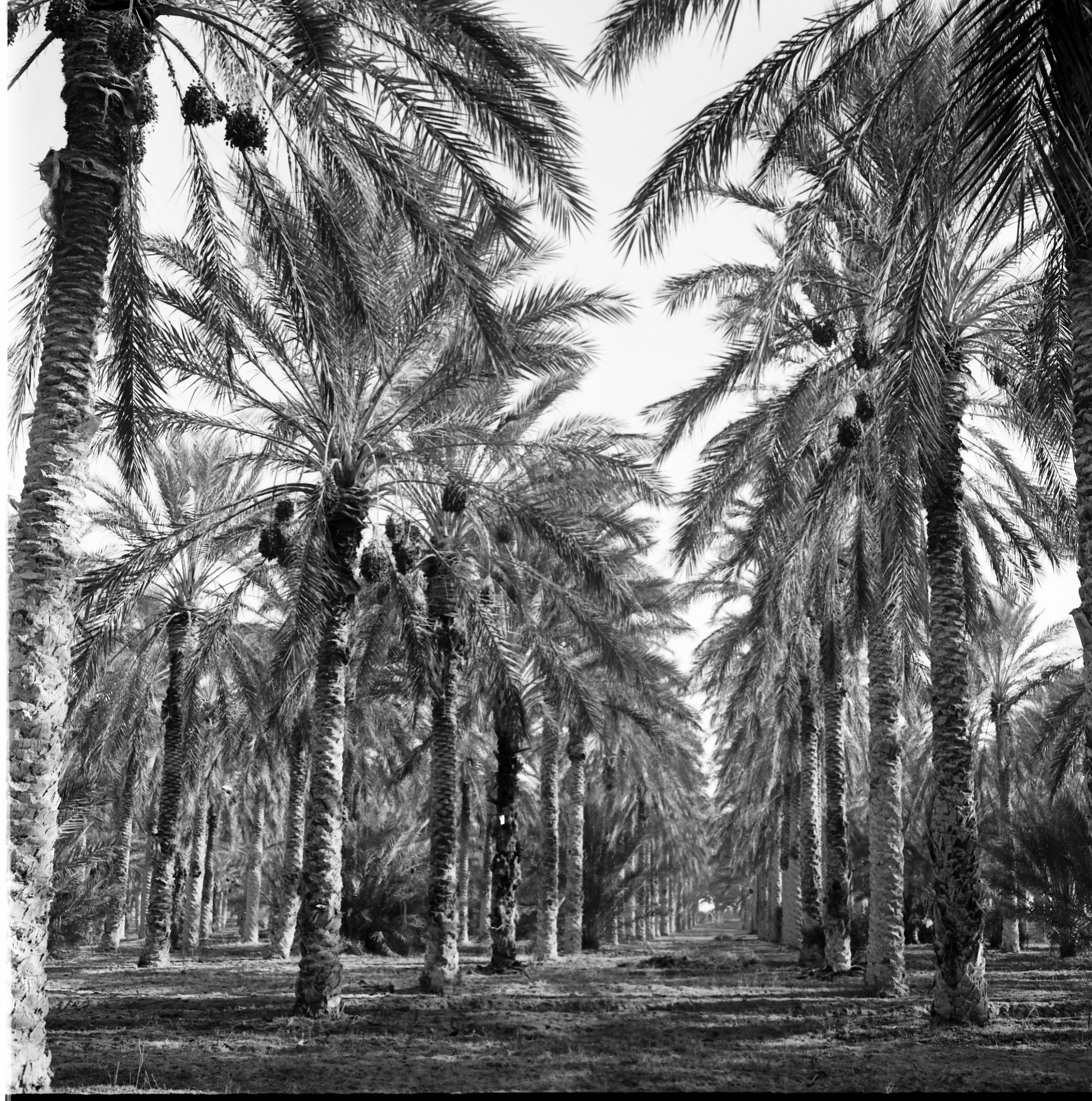 Oasis d’Algérie